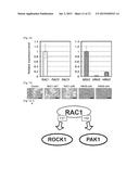 Compositions Comprising RAC Mutants, and Methods of Use Thereof diagram and image