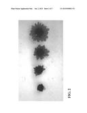 Chrysanthemum plant named  Zanmubrilpin  diagram and image