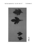 Chrysanthemum plant named  Zanmubrilpin  diagram and image