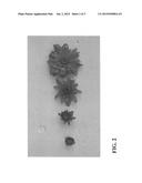 Chrysanthemum Plant Named  Zanmupumpkin  diagram and image