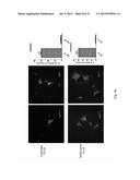 Group of Alkaloids, the Novel Autophagic Enhancers for Treatment of     Cancers and Neurodegenerative Conditions Thereof diagram and image