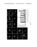 Group of Alkaloids, the Novel Autophagic Enhancers for Treatment of     Cancers and Neurodegenerative Conditions Thereof diagram and image