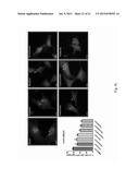 Group of Alkaloids, the Novel Autophagic Enhancers for Treatment of     Cancers and Neurodegenerative Conditions Thereof diagram and image