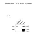 VACCINATION BY MEANS OF RECOMBINANT YEAST BY PRODUCING A PROTECTIVE     HUMORAL IMMUNE RESPONSE AGAINST DEFINED ANTIGENS diagram and image