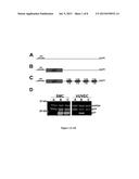 SMOOTH MUSCLE SPECIFIC INHIBITION FOR ANTI-RESTENOTIC THERAPY diagram and image