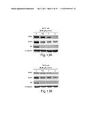 ANTI-PROLIFERATIVE COMPOUNDS AND USES THEREOF diagram and image