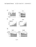 AGONISTS OF SRC HOMOLOGY-2 CONTAINING PROTEIN TYROSINE PHOSPHATASE-1 AND     TREATMENT METHODS USING THE SAME diagram and image