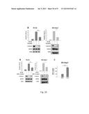 AGONISTS OF SRC HOMOLOGY-2 CONTAINING PROTEIN TYROSINE PHOSPHATASE-1 AND     TREATMENT METHODS USING THE SAME diagram and image