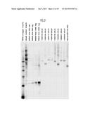 Compositions and Methods for the Treatment or Prevention of Hepatitis B     Virus Infection diagram and image