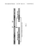 CELL LINE EXPRESSING SINGLE CHAIN FACTOR VIII POLYPEPTIDES AND USES     THEREOF diagram and image