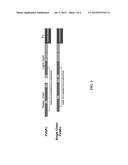 CELL LINE EXPRESSING SINGLE CHAIN FACTOR VIII POLYPEPTIDES AND USES     THEREOF diagram and image