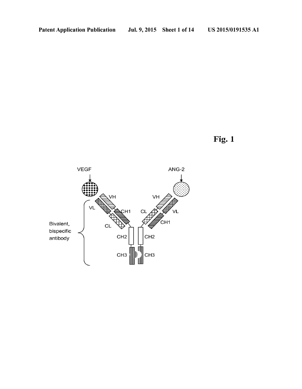 BISPECIFIC, BIVALENT ANTI-VEGF/ANTI-ANG2 ANTIBODIES - diagram, schematic, and image 02