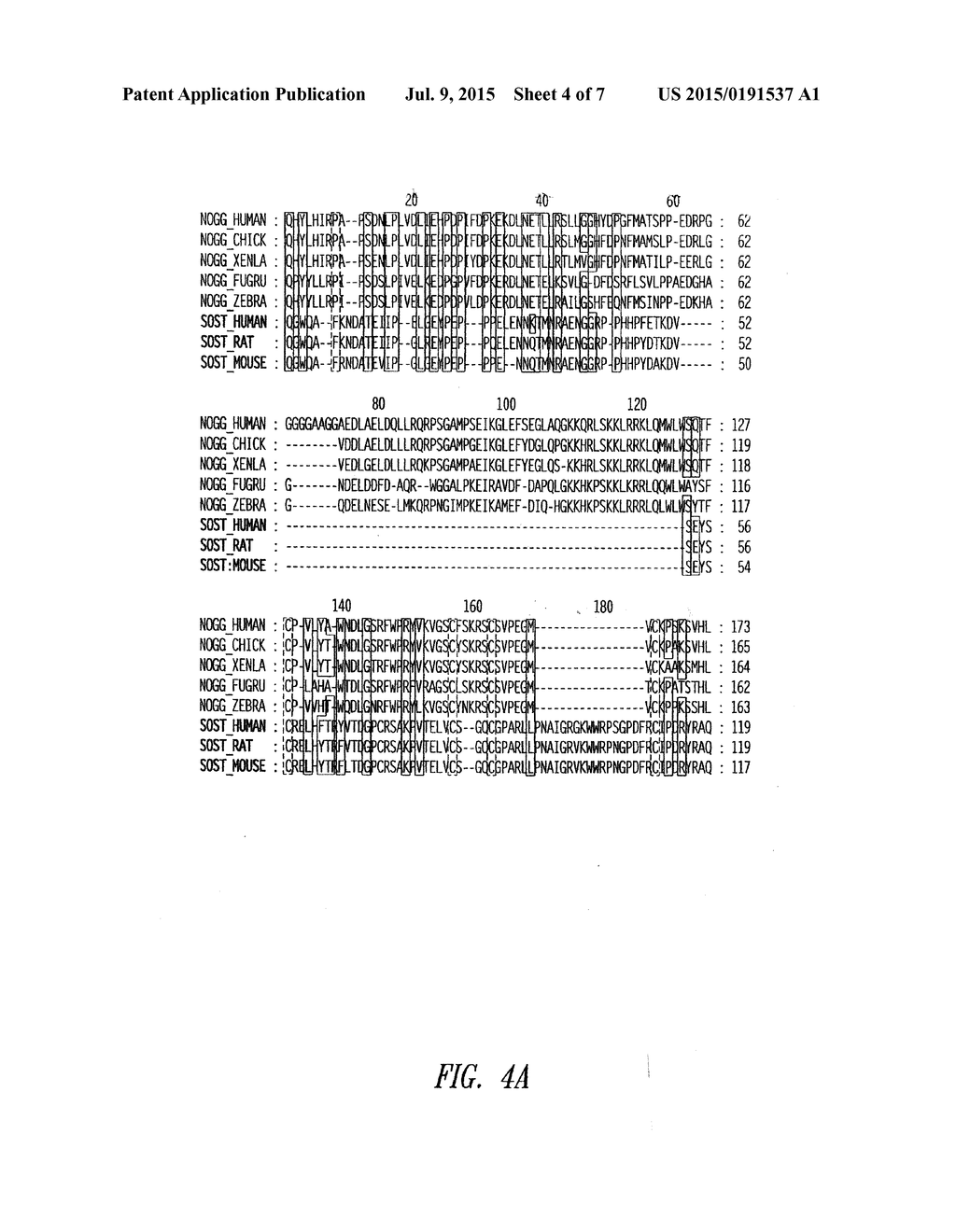 ANTIBODIES SPECIFIC FOR SCLEROSTIN AND METHODS FOR INCREASING BONE     MINERALIZATION - diagram, schematic, and image 05