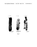 FOOD GRADE BACTERIA FOR THE REMOVAL OF TOXIC COMPOUNDS diagram and image