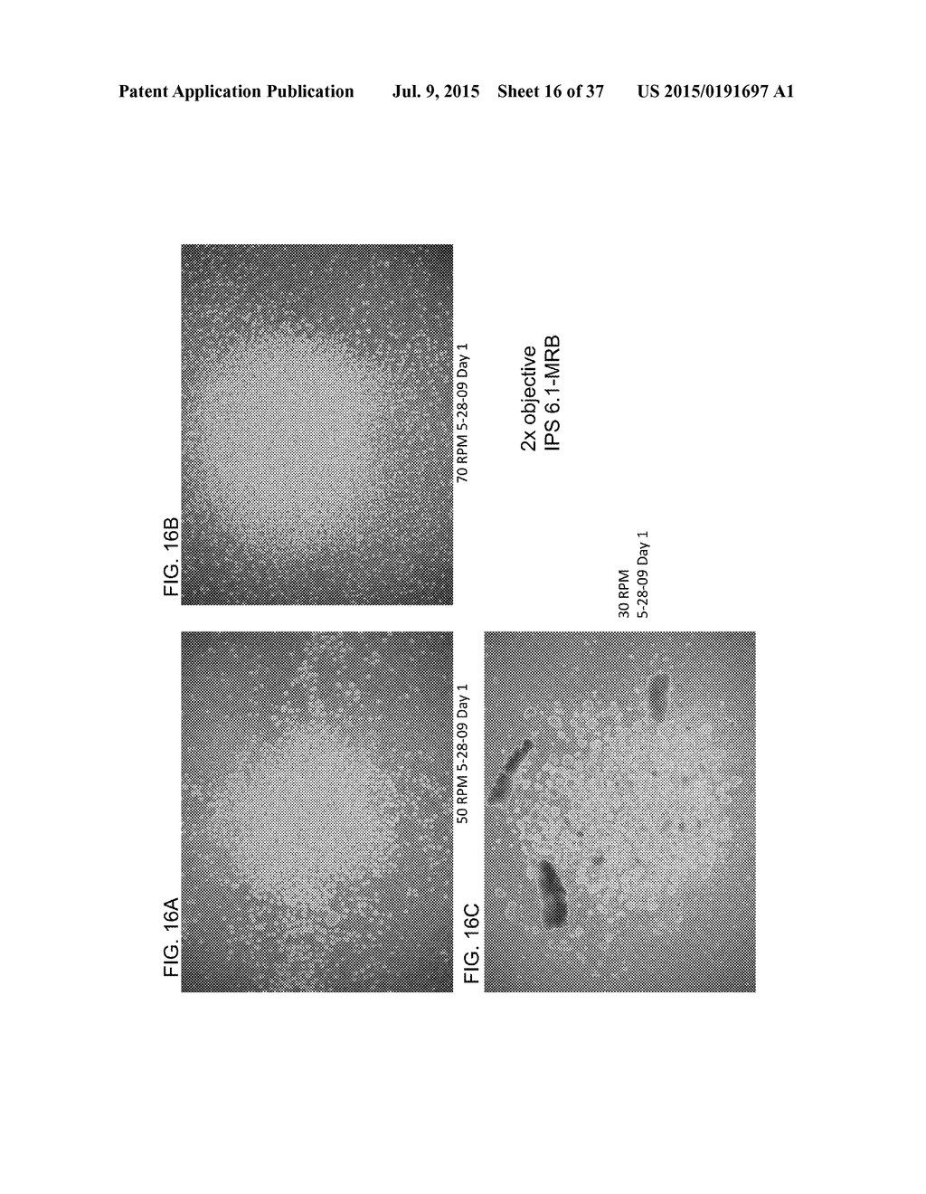 CARDIOMYOCYTE PRODUCTION - diagram, schematic, and image 17