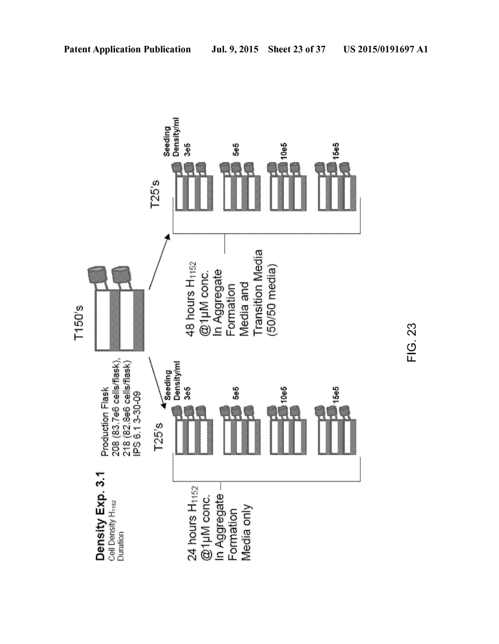 CARDIOMYOCYTE PRODUCTION - diagram, schematic, and image 24