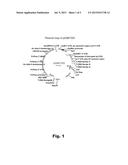 GENERATION OF TRANSGENIC CANOLA WITH LOW OR NO SATURATED FATTY ACIDS diagram and image