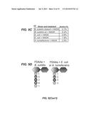 COMPOSITIONS FOR IN SITU LABELING OF BACTERIAL CELL WALLS WITH     FLUOROPHORES AND METHODS OF USE THEREOF diagram and image