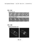 COMPOSITIONS FOR IN SITU LABELING OF BACTERIAL CELL WALLS WITH     FLUOROPHORES AND METHODS OF USE THEREOF diagram and image