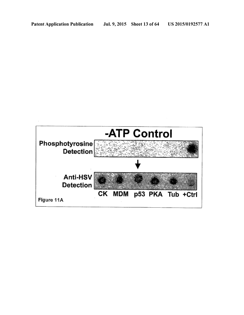 Methods and Compositions for Phototransfer - diagram, schematic, and image 14