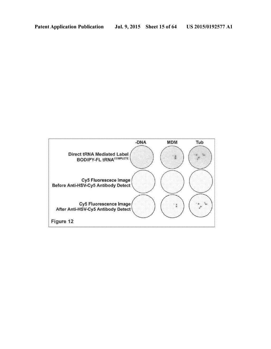 Methods and Compositions for Phototransfer - diagram, schematic, and image 16