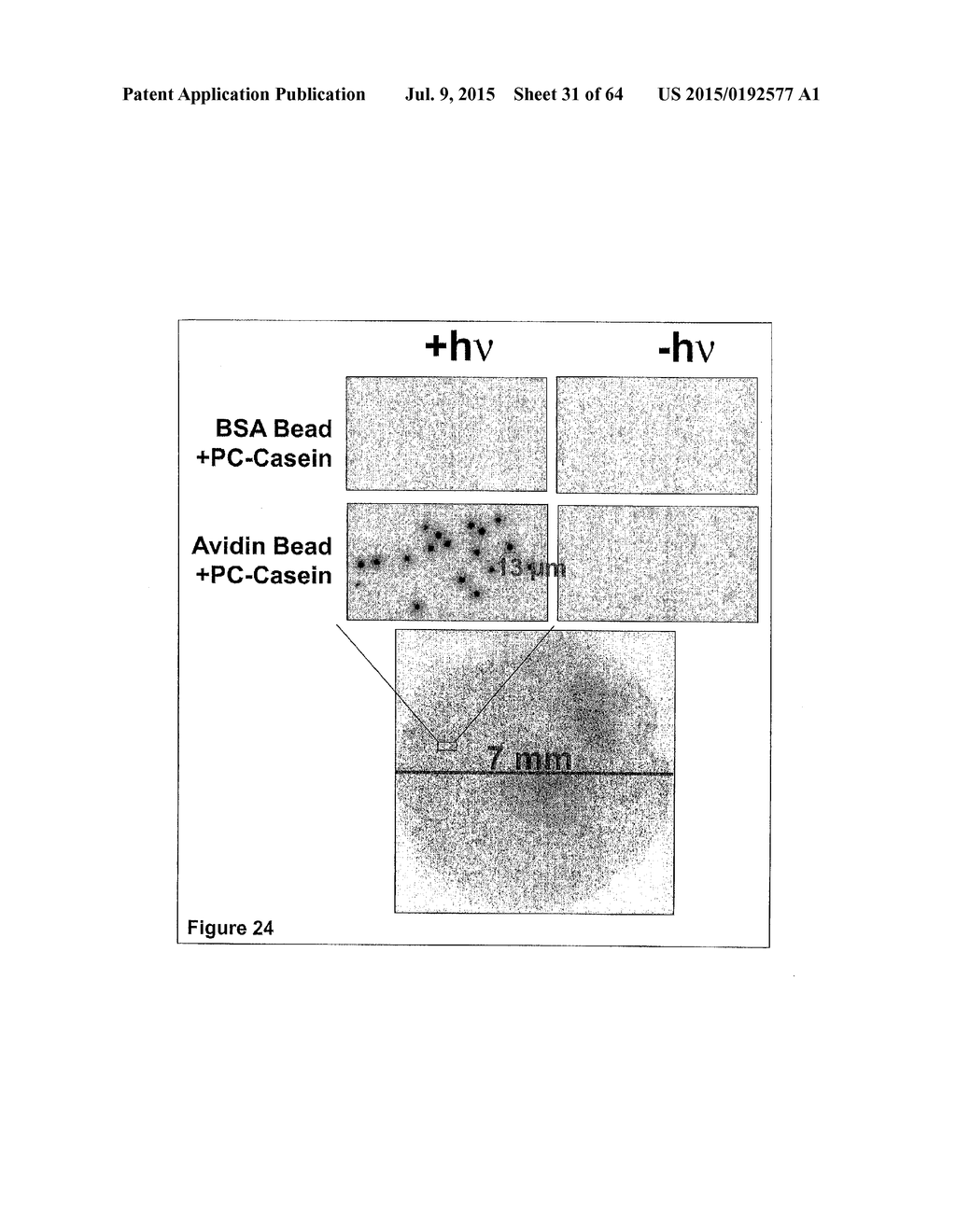 Methods and Compositions for Phototransfer - diagram, schematic, and image 32