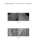 OXYGEN-CONTROLLABLE AND HYPOXIA-INDUCIBLE HYDROGELS diagram and image