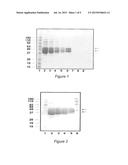 HUMAN TISSUE KALLIKREIN 1 GLYCOSYLATION ISOFORMS diagram and image