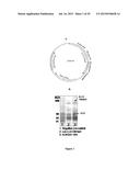 COMBINATION IMMUNO THERAPY AND RADIOTHERAPY FOR THE TREATMENT OF     HER-2-POSITIVE CANCERS diagram and image