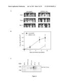 COMBINATION IMMUNO THERAPY AND RADIOTHERAPY FOR THE TREATMENT OF     HER-2-POSITIVE CANCERS diagram and image