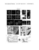 CARBON NANOTUBE-BASED ANTI-CANCER AGENT CAPABLE OF SUPPRESSING DRUG     RESISTANCE diagram and image