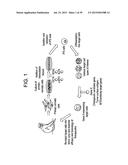 Autologous Mammalian Models Derived from Induced Pluripotent Stem Cells     and Related Methods diagram and image