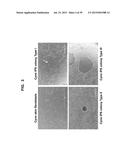 Autologous Mammalian Models Derived from Induced Pluripotent Stem Cells     and Related Methods diagram and image