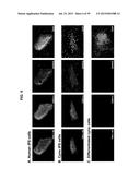 Autologous Mammalian Models Derived from Induced Pluripotent Stem Cells     and Related Methods diagram and image