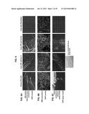 Autologous Mammalian Models Derived from Induced Pluripotent Stem Cells     and Related Methods diagram and image