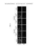 Autologous Mammalian Models Derived from Induced Pluripotent Stem Cells     and Related Methods diagram and image