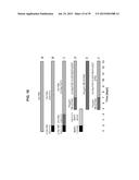 Autologous Mammalian Models Derived from Induced Pluripotent Stem Cells     and Related Methods diagram and image