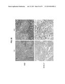 Autologous Mammalian Models Derived from Induced Pluripotent Stem Cells     and Related Methods diagram and image