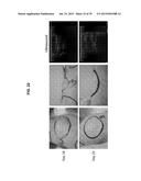 Autologous Mammalian Models Derived from Induced Pluripotent Stem Cells     and Related Methods diagram and image