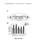 TREATMENT OF SPINAL CORD INJURY OR TRAUMATIC BRAIN INJURY BY INHIBITION OF     AMYLOIDOGENIC PROTEINS AND SYNUCLEIN PROTEIN ACCUMULATION OR AGGREGATION diagram and image