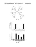 Modulation of the Immune Response diagram and image