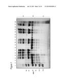 Mutant Forms of Chlamydia HtrA diagram and image