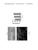 OMENTUM BASED SCAFFOLD AND DELIVERY SYSTEM diagram and image