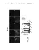 OMENTUM BASED SCAFFOLD AND DELIVERY SYSTEM diagram and image