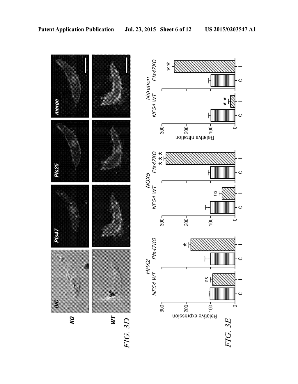 USE OF P47 FROM PLASMODIUM FALCIPARUM (PFS47) OR PLASMODIUM VIVAX (PVS47)     AS A VACCINE OR DRUG SCREENING TARGETS FOR THE INHIBITION OF HUMAN     MALARIA TRANSMISSION - diagram, schematic, and image 07