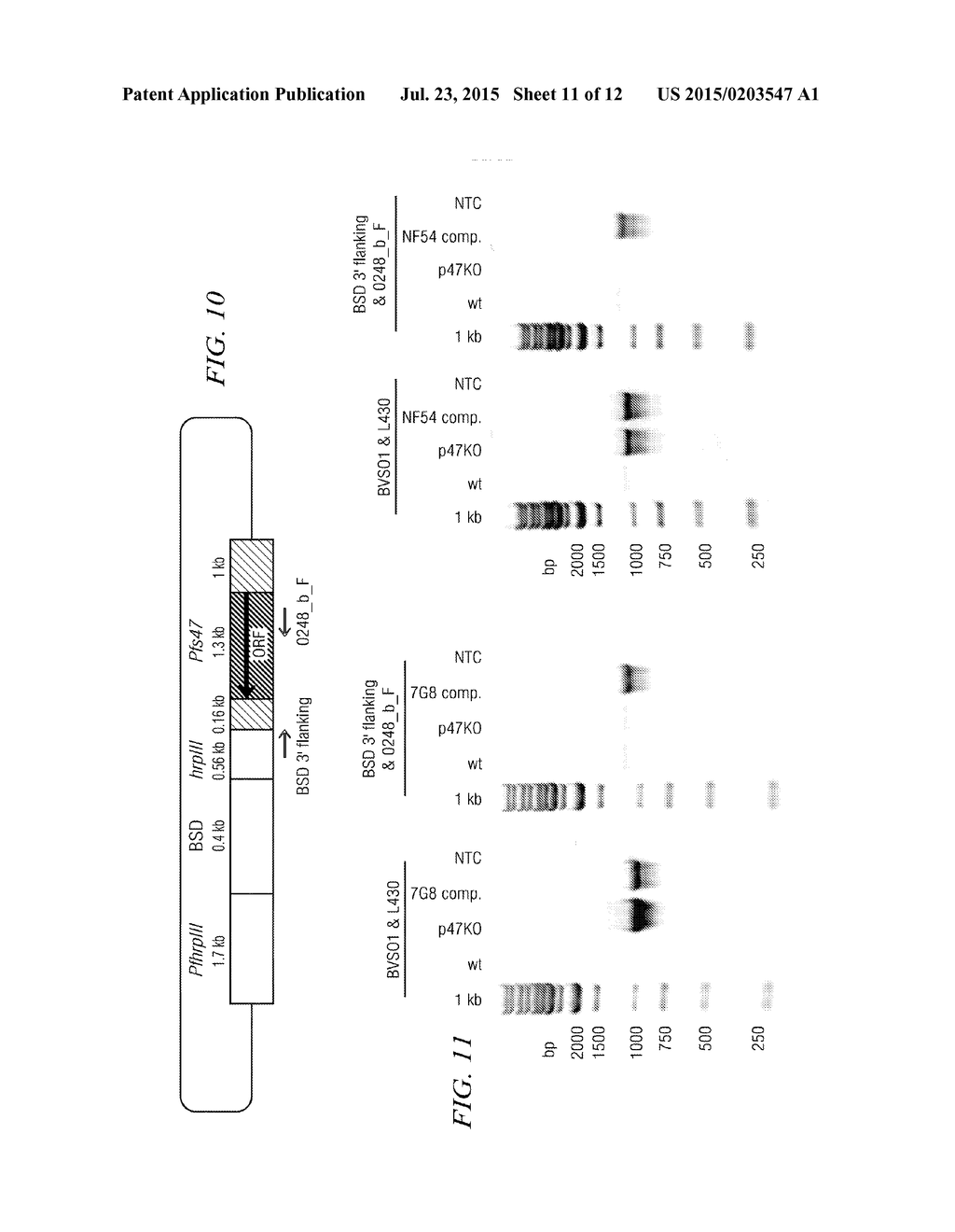 USE OF P47 FROM PLASMODIUM FALCIPARUM (PFS47) OR PLASMODIUM VIVAX (PVS47)     AS A VACCINE OR DRUG SCREENING TARGETS FOR THE INHIBITION OF HUMAN     MALARIA TRANSMISSION - diagram, schematic, and image 12