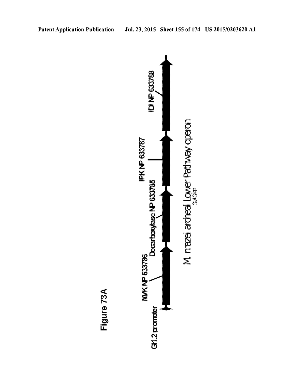 POLYMERS OF ISROPENE FROM RENEWABLE RESOURCES - diagram, schematic, and image 156