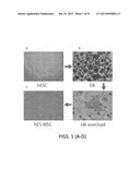 MESENCHYMAL-LIKE STEM CELLS DERIVED FROM HUMAN EMBRYONIC STEM CELLS,     METHODS AND USES THEREOF diagram and image