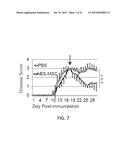 MESENCHYMAL-LIKE STEM CELLS DERIVED FROM HUMAN EMBRYONIC STEM CELLS,     METHODS AND USES THEREOF diagram and image