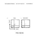 MESENCHYMAL-LIKE STEM CELLS DERIVED FROM HUMAN EMBRYONIC STEM CELLS,     METHODS AND USES THEREOF diagram and image